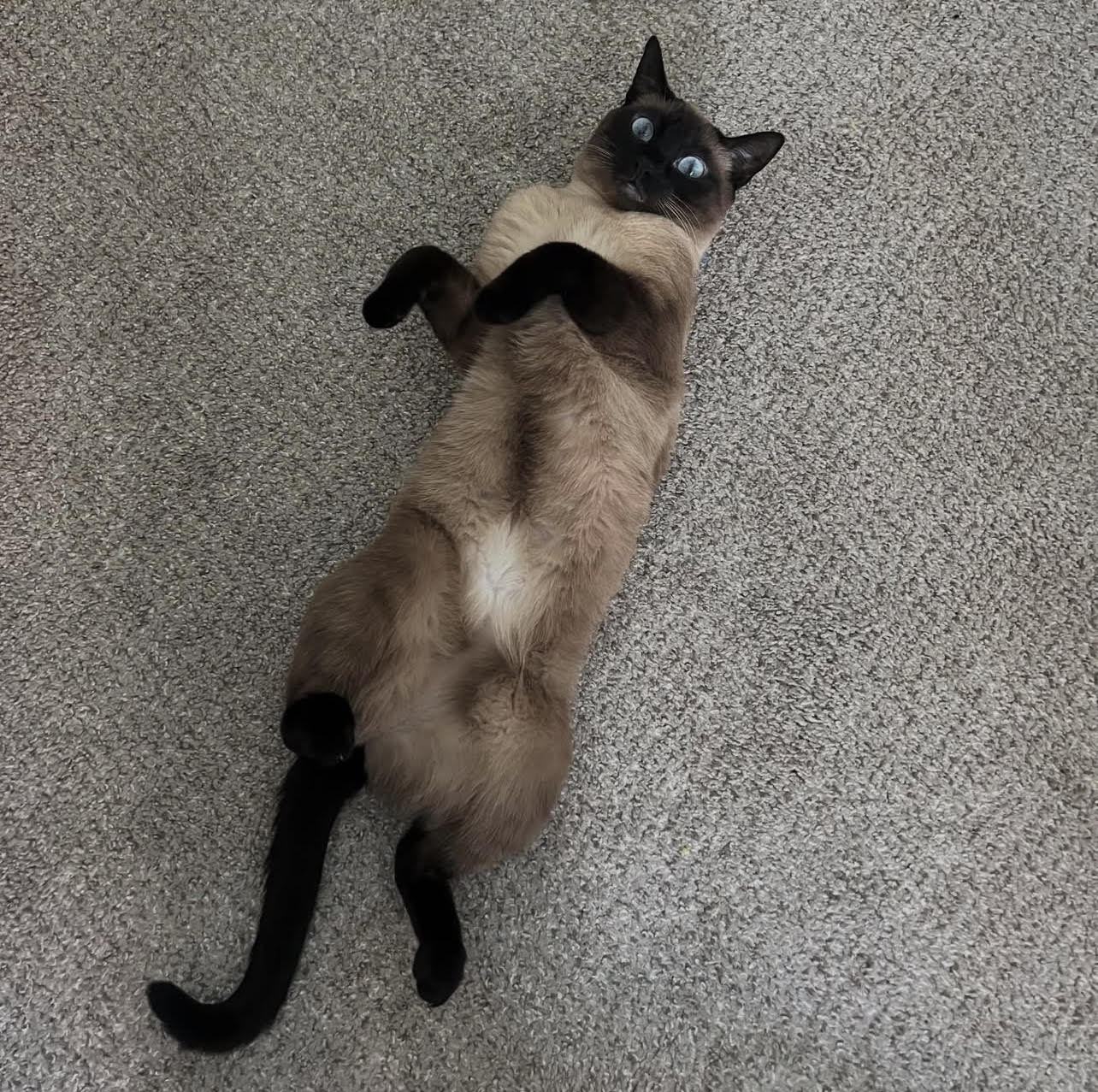 Ben's cat